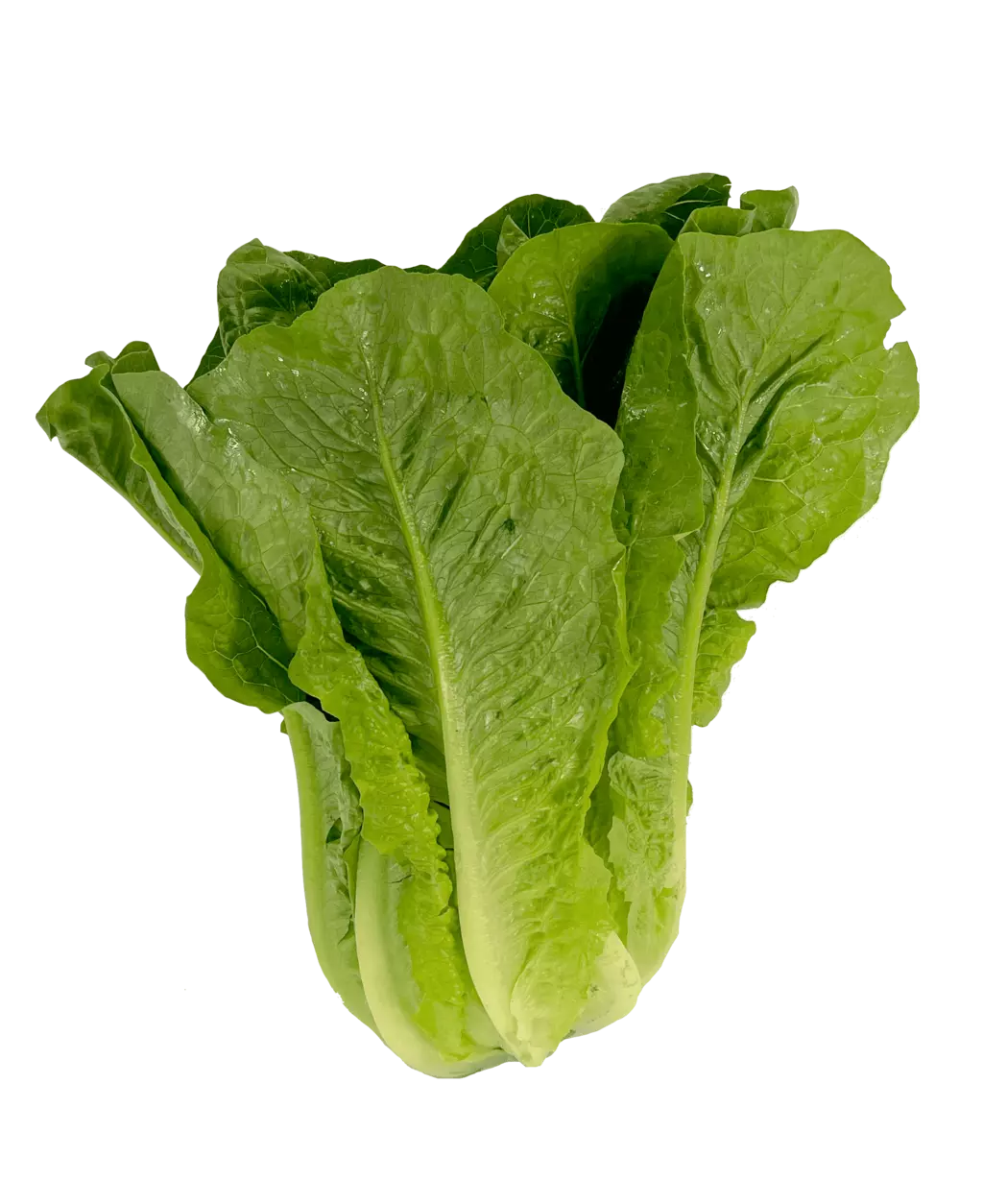 Romansallad ca500g/1st Nederländerna
