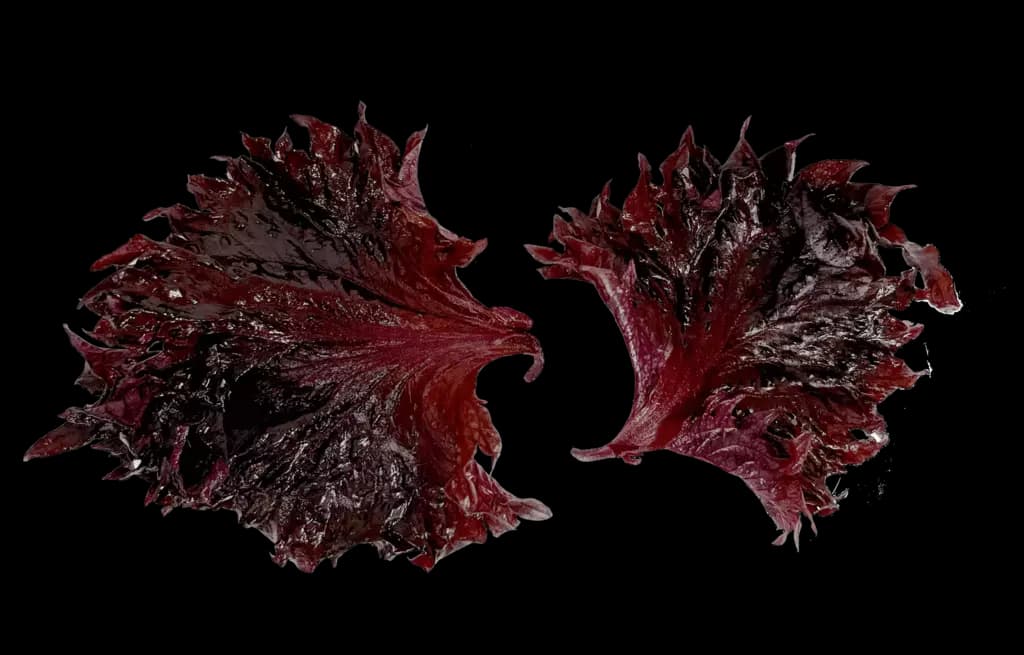 Shiso Blad Lila(Purple) ca55g/ask Nederländerna