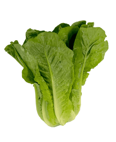 Romansallad ca500g/1st Nederländerna