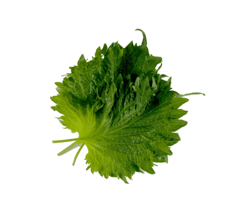 Shiso Blad Grön Ca55g/Ask Nederländerna