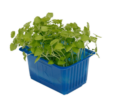 Atsina Cress St Nederländerna