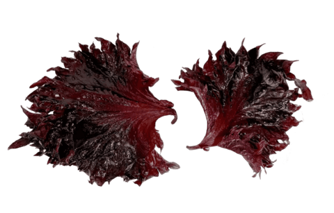 Shiso Blad Lila(Purple) ca55g/ask Nederländerna