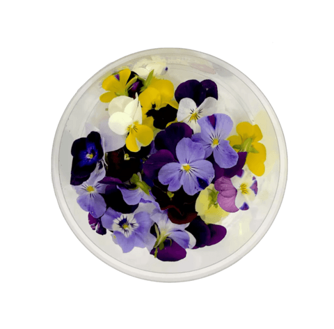 Ätbara Blommor, Violet Flower Ask Nederländerna