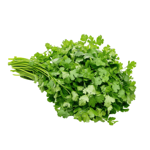 Koriander 100g Netherländerna