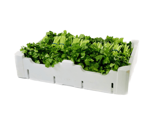 Koriander 20x100g Spanien