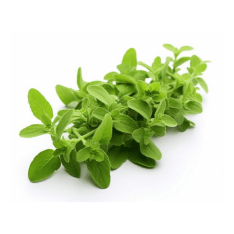 Oregano 100g Netherländer