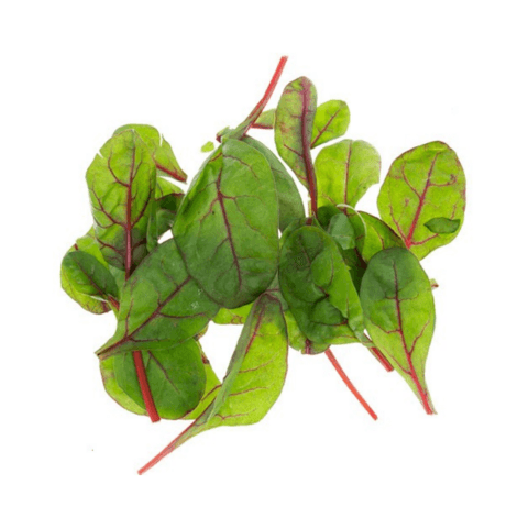 Röd Mangoldskott 50g Sverige