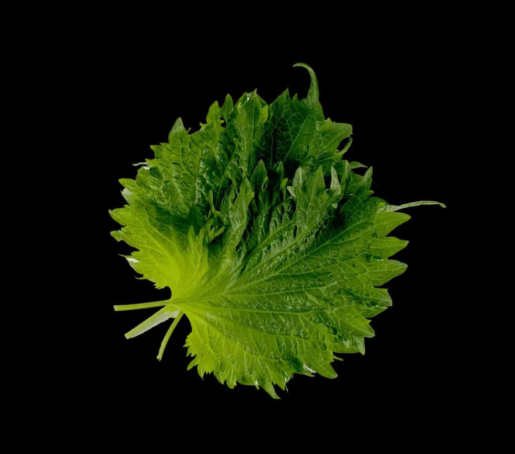 Shiso Blad Grön Ca55g/Ask Nederländerna