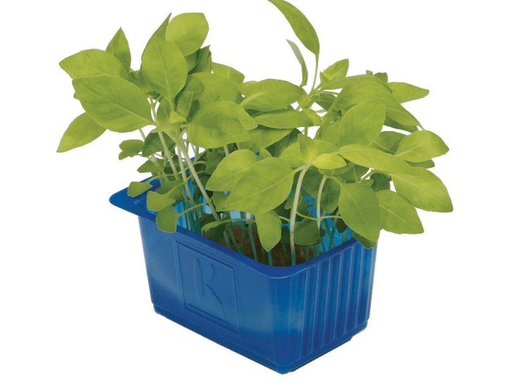 Limon Cress 1ST Netherländerna