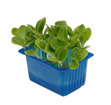 Borage Cress St Nederländerna